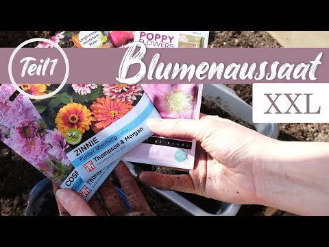 Video: Der beste Weg, Blumensamen drinnen zu starten: Blumensamen drinnen pflanzen