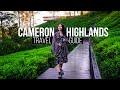 CAMERON HIGHLANDS | Complete Travel Guide  | Travel Malaysia 金马伦高原