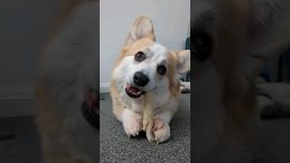 When that RANDOM thought stops you in your tracks!!! #funny #shorts #corgi #dog