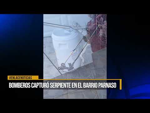 Bomberos rescató serpiente en el barrio Parnaso