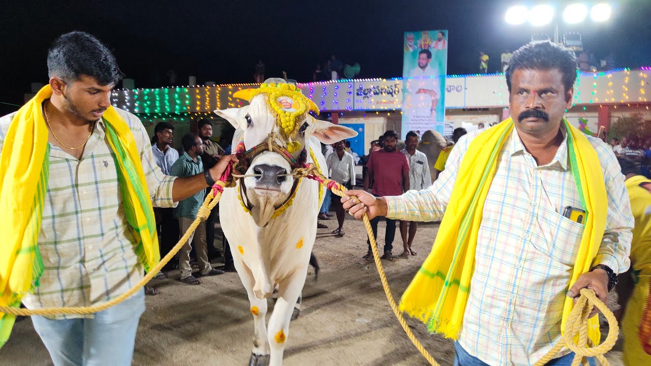 Lingalapadu 5జత RK BULLS అత్తోట శిరీష చౌదరి గారు శివ కృష్ణ చౌదరి గారు వేటపాలెం గిత్తలు 3506.1