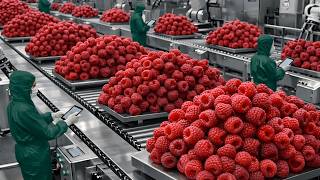 Inside a Modern Raspberry Factory: Fresh Raspberries to Supermarket Packs (Full Process)