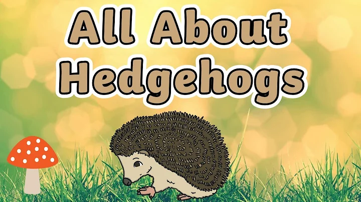 All About Hedgehogs | Hedgehog Facts for Kids! | Hedgehog Facts