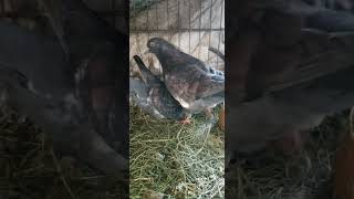 Pigeons Mating Pigeons Breeding How To Breed Pigeons