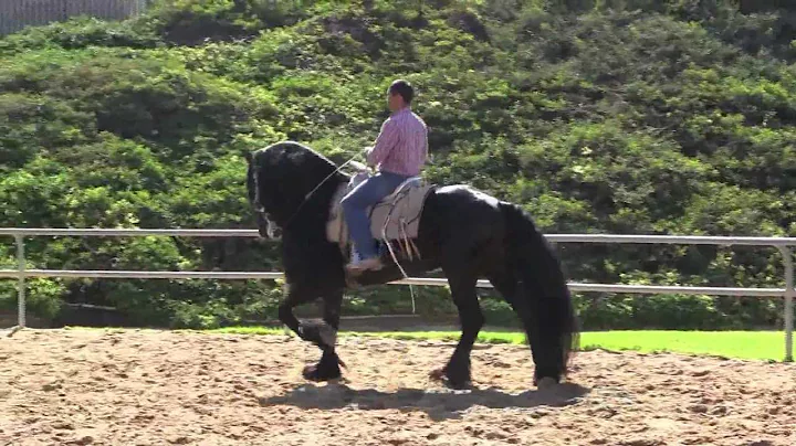 WIEBER "EL CUERVO" CABALLOS BAILADORES TV