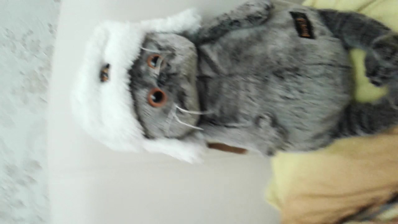 Кот басик в машину Кот басик в машину