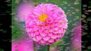 deliya malen suwada ganna.....