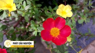 Phút Cầu Nguyện, Thứ Hai 27/07/2020: Của Ít Lòng Nhiều