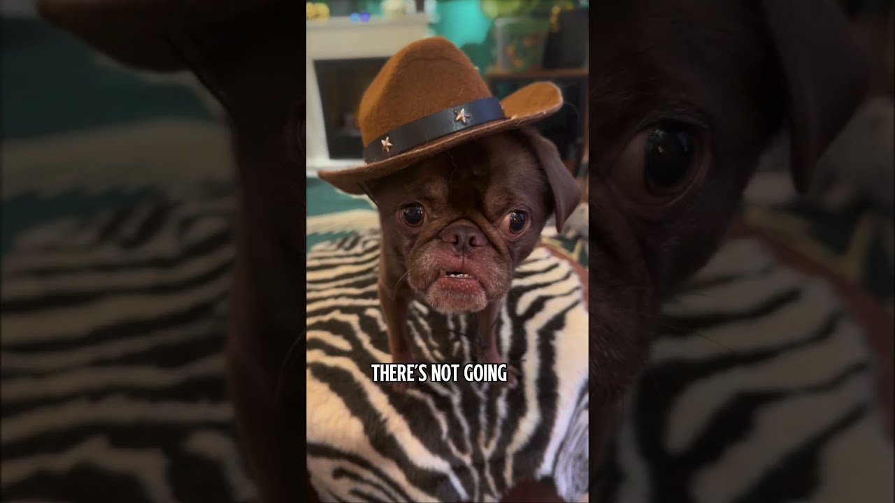 Yeeting myself into 2026 🐾🎇