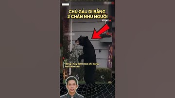 Gấu Đen Đi Bằng Hai Chân Như Người! #kỳlạ #dongvathoangda