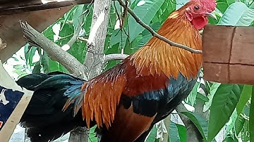 qaib dib qaib qus pom f3 qua zoo kawg nyiam tus twg nug tau nawb