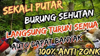 RAJA PIKAT SEMUA JENIS BURUNG KECIL#suara#pikat #burcil TERAMPUH