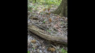 Yellow Morel Jackpot around dead elm  (2023 season)