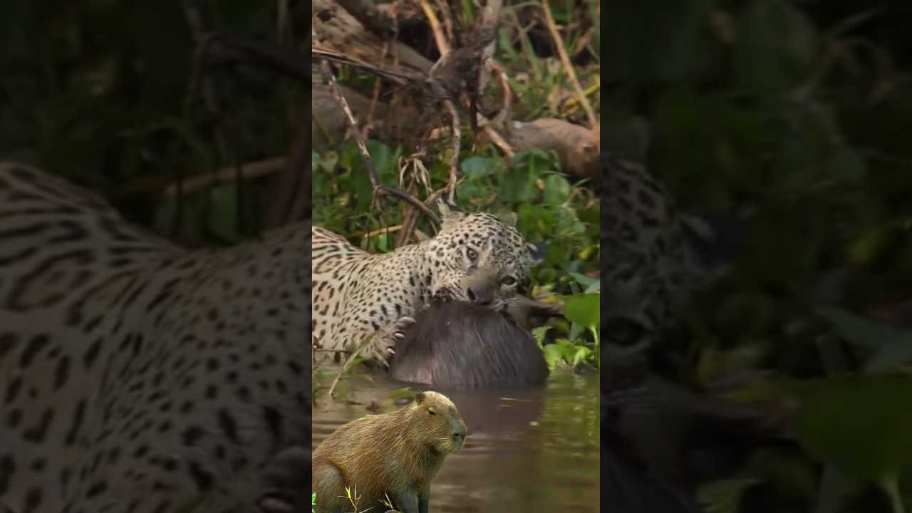 jaguar ambushes capybara