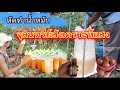 จุลินทรีย์ สังเคราะห์แสง