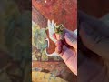 lighter vs match the #satisfying #knifeskills #lighter #cucumbercutting