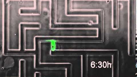 Cancer cells can figure out their way through mazes : self-generated gradients