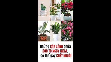 Những CÂY CẢNH chứa ĐỘC TỐ có thể gây CHẾT NGƯỜI