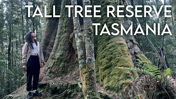 the BIGGEST TREES i've ever seen - TASMANIA PT. 5