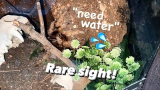 TARANTULAS NEED WATER !!! | Rare moment UNEDITED
