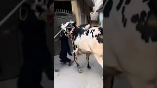 Cattle Run Away #dangerous #trythatinasmalltown #cow