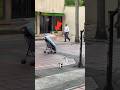 إذا رأيت هذا يوم ا ما لا تتحرك Shortvideo Shortsviral Shorts إذا رأيت هذا يوم ا ما لا تتحرك Shortvideo Shortsviral Shorts