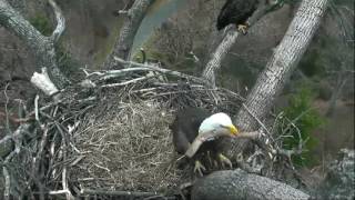 AEF DC EAGLE CAM: 14 FEB 2017 - Mr President vs Huge Stick AEF DC EAGLE CAM: 14 FEB 2017 - Mr President vs Huge Stick
