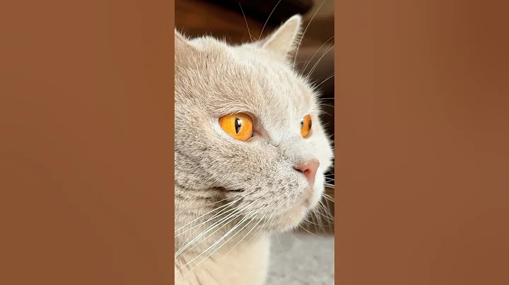 Watch the video about Rest & Relaxation - British Shorthair Cats