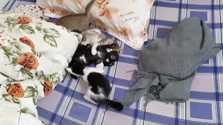 How do cats show their love? 😽😽 by Oops Meow 52 views 2 years ago 33 seconds