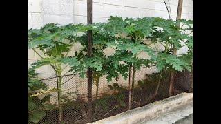 Vegetable Garden (Update) in Cubao, Quezon City