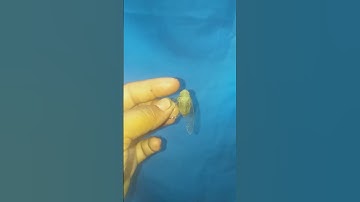 Playing Trumpet Into Jell-O??