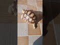 SULCATA MENYATU DENGAN ALAM #sulcata #turtle #shortvideo #youtubeshorts #viral #shorts #viralvideo