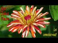 Ces jolies fleurs... Les connaissez-vous? / These pretty flowers... Do you know them?