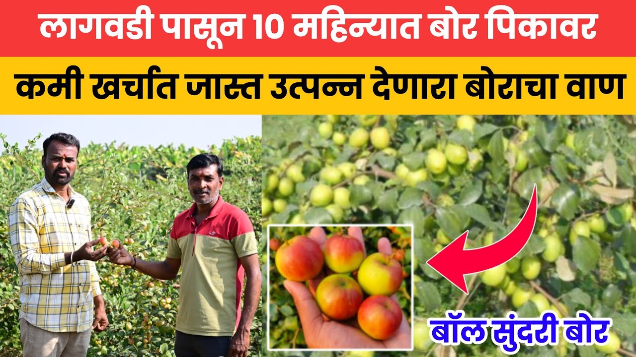 🔶 बॉल सुंदरी बोर | कमी खर्चात जास्त उत्पन्न देणारी बोराची नवीन व्हरायटी | 10 महिन्यात घेतलं पहिल पीक