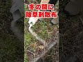 【除草剤の効果実験】持続型粒状タイプ除草剤除草剤の持続効果を検証！撒いておくだけの除草剤 #shorts #害虫駆除 #除草剤
