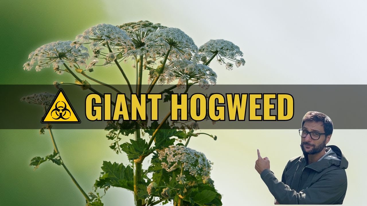 Giant Hogweed: Stunning But Deadly!