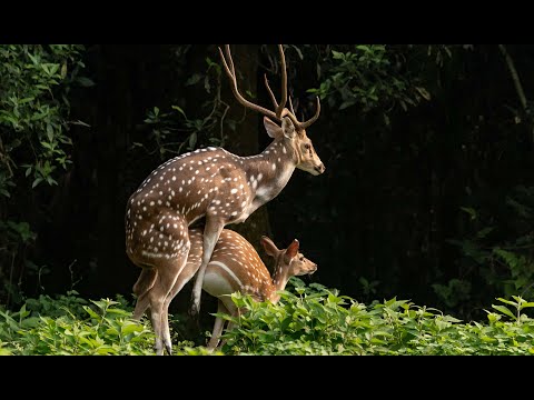 Spotted Deer Mating At Chitwan Nepal | Nepal wildlife tour | jungle safari in nepal | Animal mating