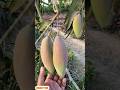 Red Ivory Mango|| रेड आइवरी आम || Plant Kingdom Nursery. Call &amp; Watsapp - 9593277495.