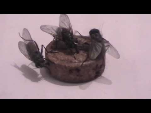 Видео: Електрически капани за мухи: как да изберем електрически капан за мухи и комари? Правила за използване на електронния мухоловка