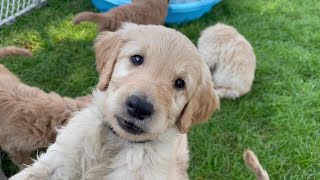 Goldendoodle Puppies Available June 2022 by Terry Farm Kennel 579 views 1 year ago 2 minutes, 49 seconds