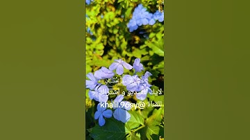 سورة الرحمن #قران_كريم #explore #دويتو #فولو #راحة_نفسية #اكسبلور #لايك #ترند #تيك_توك #اكسبلورفولو