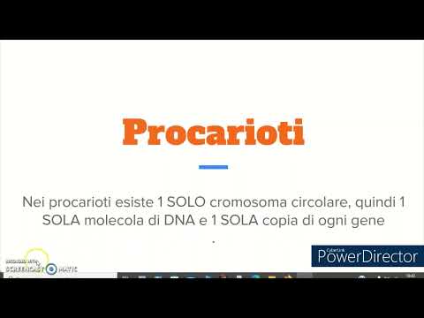 Video: Cosa c'è in un cromatidio?