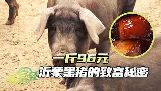 沂蒙黑猪的优势：扩繁率快，肉质香！夫妻合伙养黑猪，年销售额突破百万！|「共富经」20240311