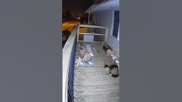 Owl and Cat Face Off in the Backyard