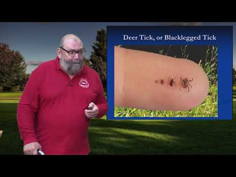 Video: Tick Species Profiles: Deer Tick