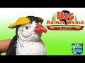 BIG ANIMAL WORLD Дикие Орлы и Птицы ИМПЕРАТОРСКИЙ ПИНГВИН как ДЕАГОСТИНИ DEAGOSTINI распаковка