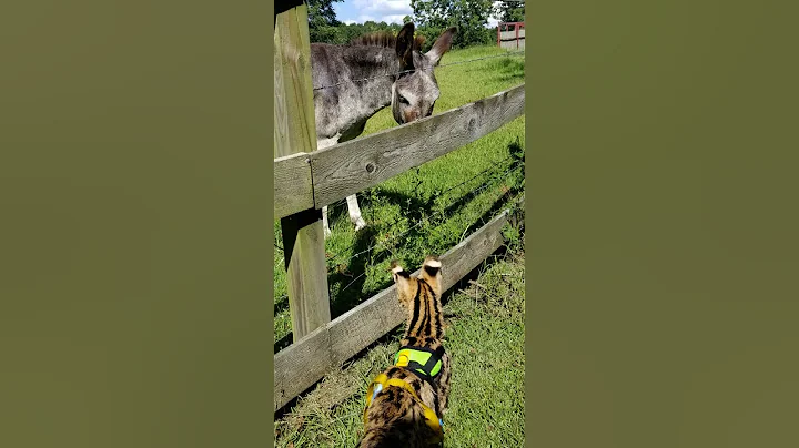 Video 11165661: serval cat rescue, rescued baby serval, serval cat animals