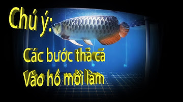 Cần chú ý - Các bước chuẩn bị để thả cá vào HỒ MỚI LÀM