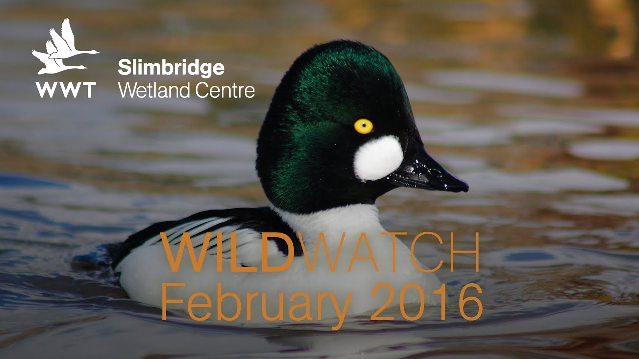 WWT WildWatch Slimbridge - February 2016
