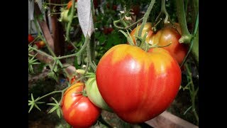 Почему помидоры не краснеют?! Ищем причину вместе. Что за пятна на листьях томатов
